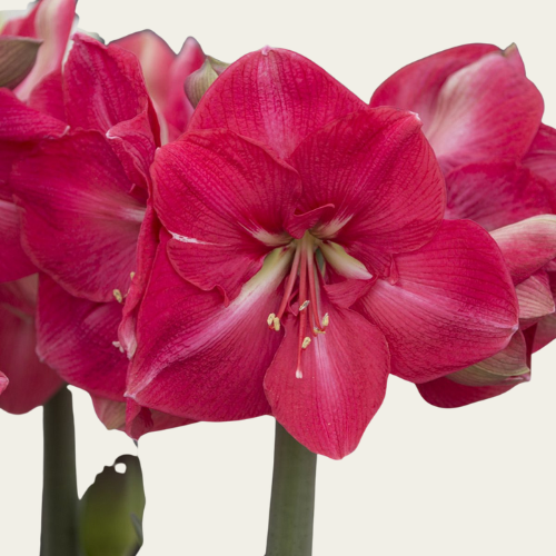 Amaryllis FUCHSIA ROOS - HERCULES (5 STUKS)