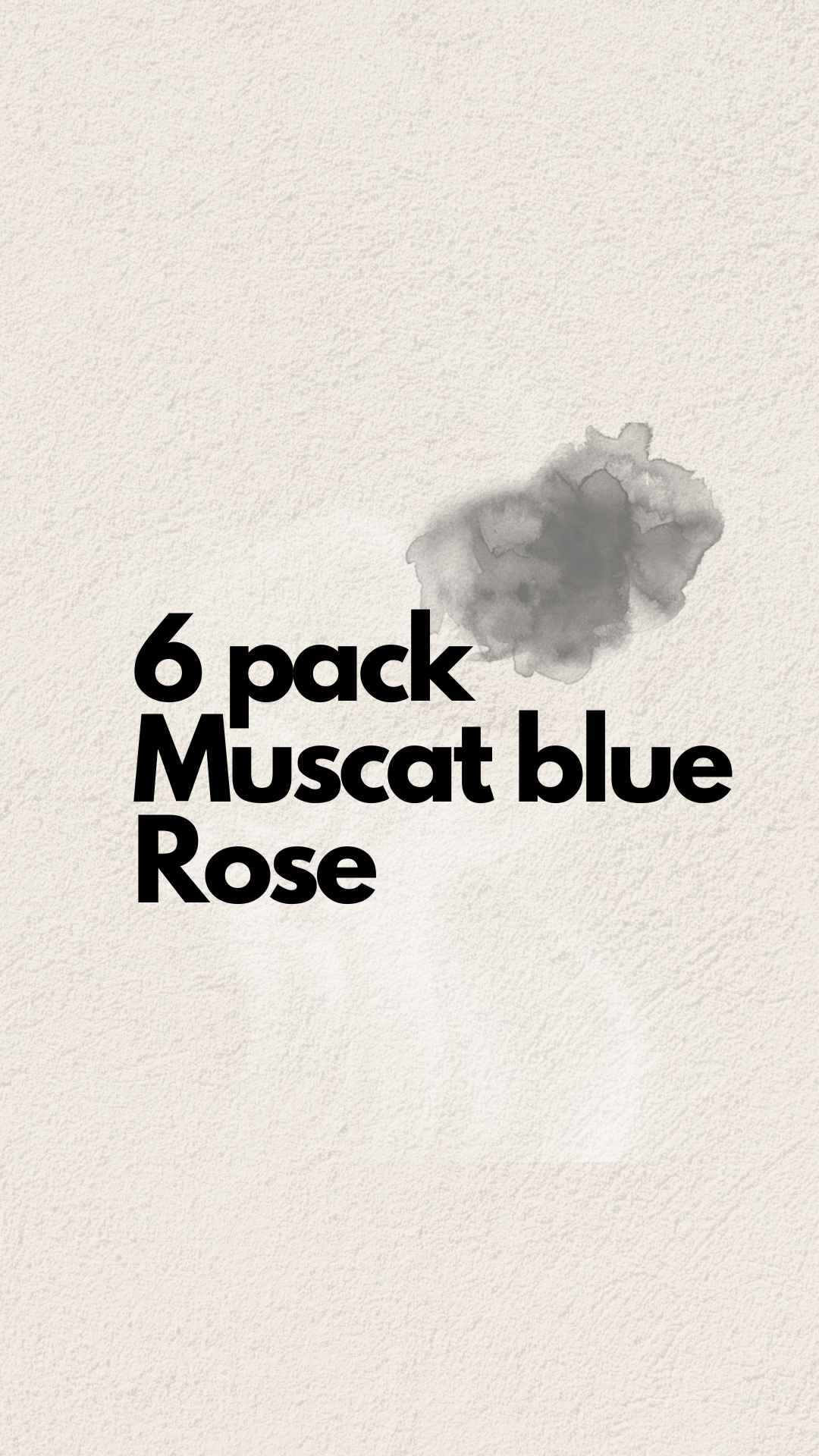 6 pack Muscat Blue - ROSE