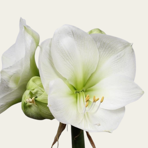 Amaryllis WIT - HIMALAYA (5 STUKS)