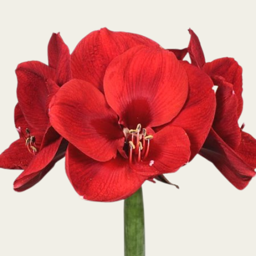 Amaryllis ROOD - LIBERTY (5 STUKS)