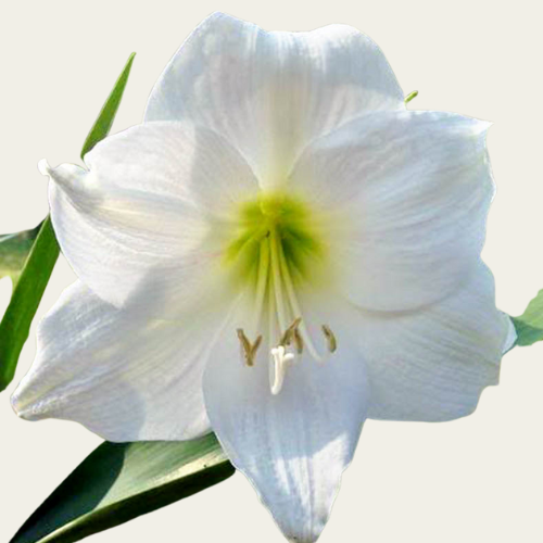 Amaryllis WIT - MONT BLANC (5 STUKS)