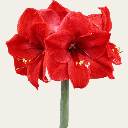 Amaryllis ROOD - RED LION (5 STUKS)