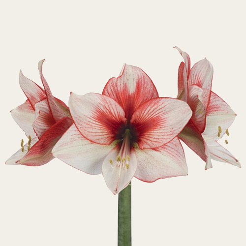 Amaryllis WIT ROOS - SUPERNOVA (5 STUKS)