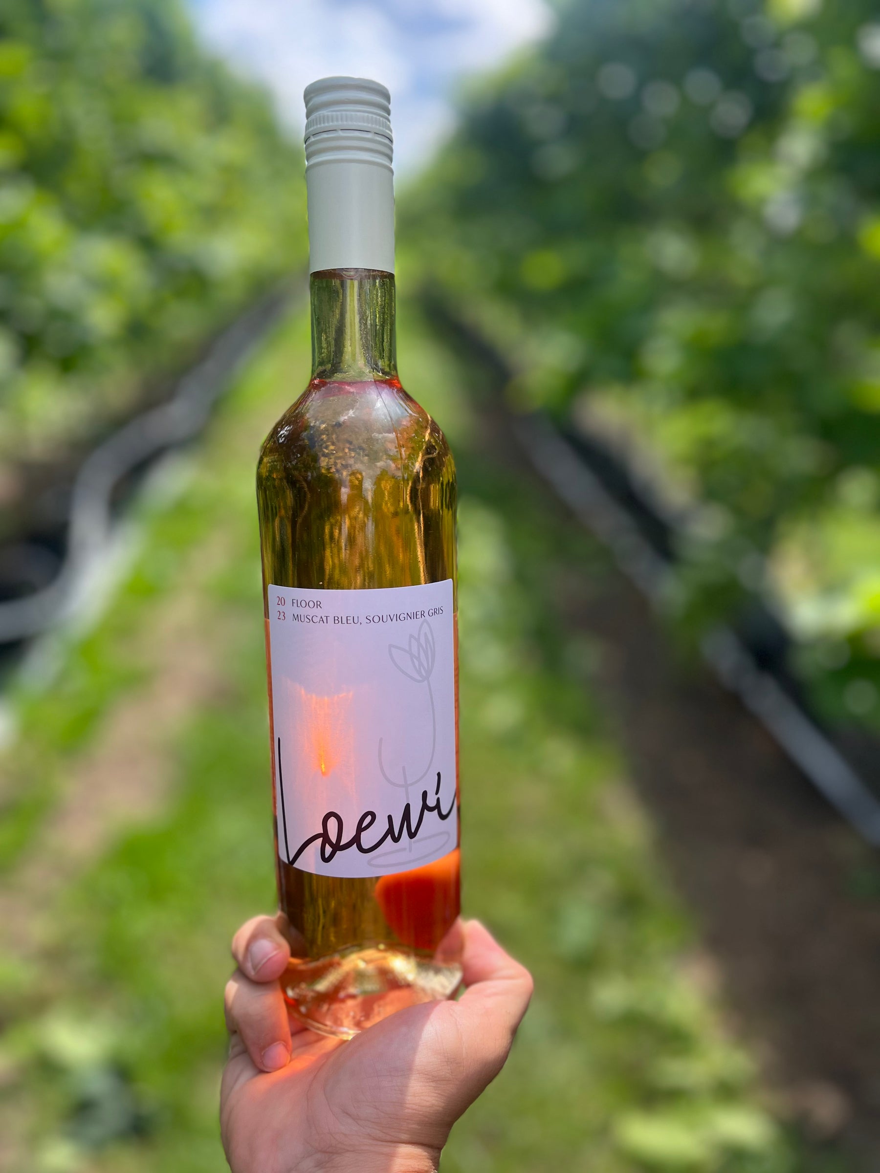Fles Loewi Muscat Bleu & Souvignier gris 2023, rosé wijn geteeld in potten in Loenhout