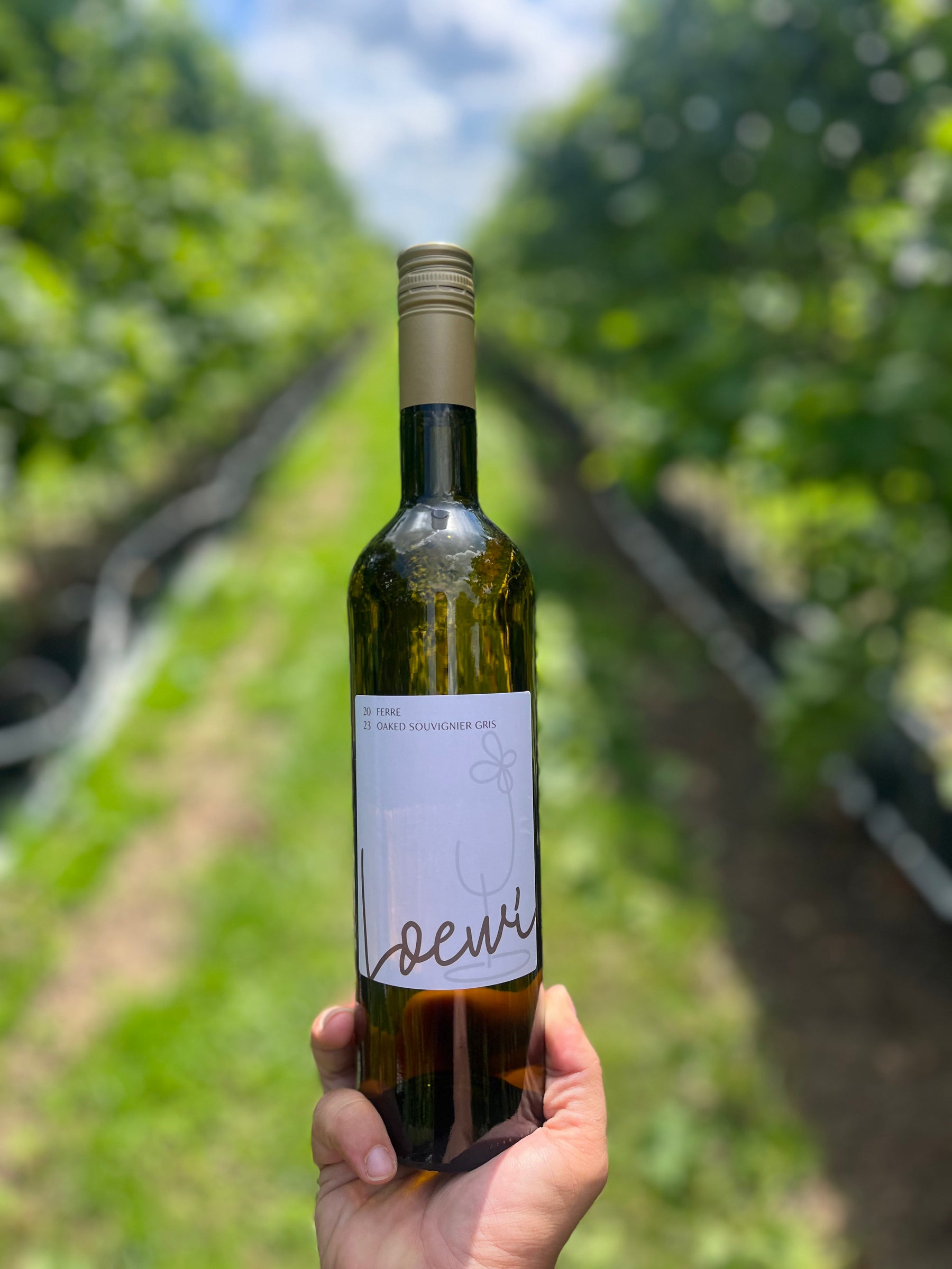 Fles Loewi Souvignier Gris "Oaked" 2023, witte wijn geteeld in potten in Loenhout