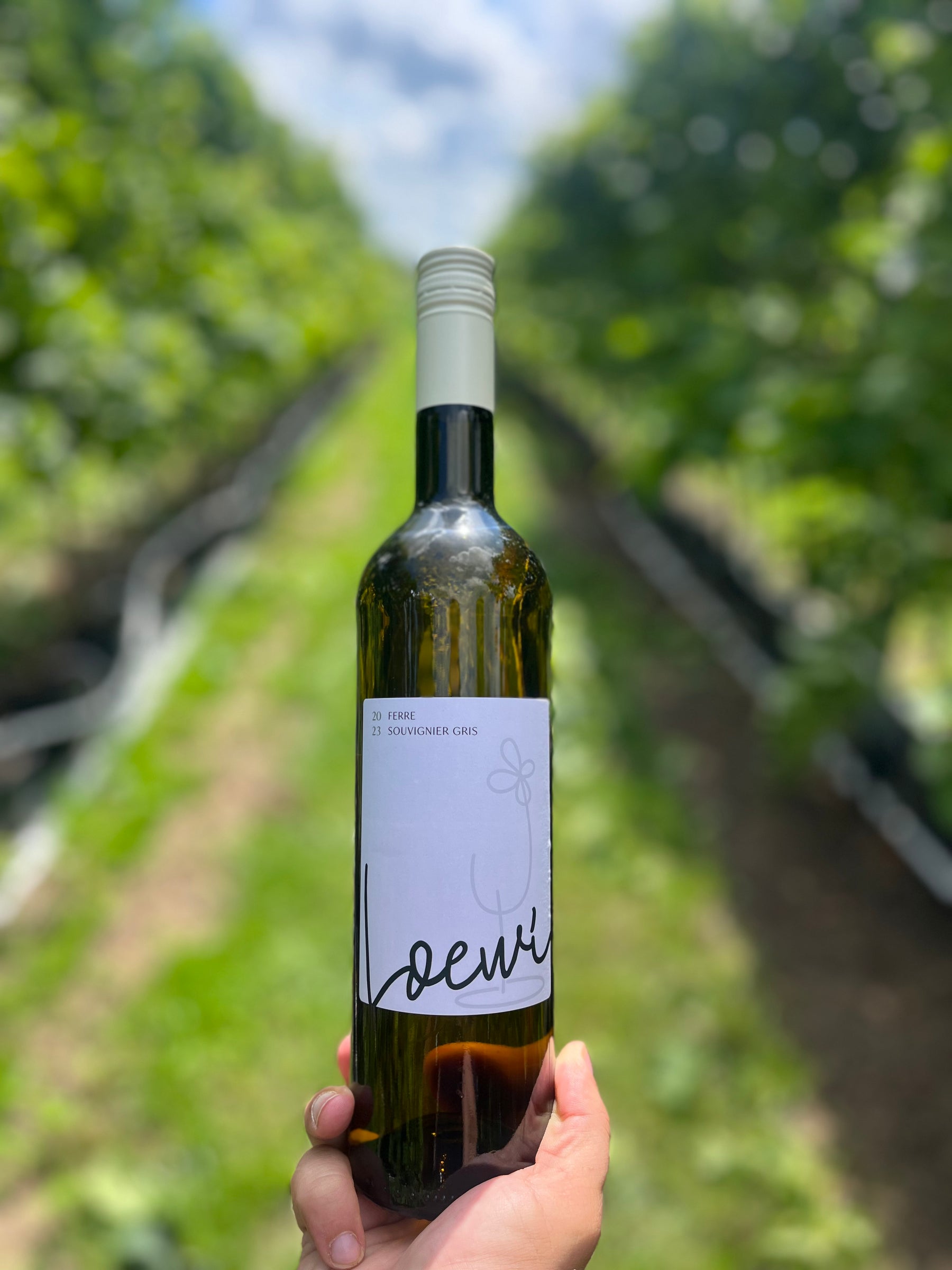 Fles Loewi Souvignier Gris 2023, witte wijn geteeld in potten in Loenhout