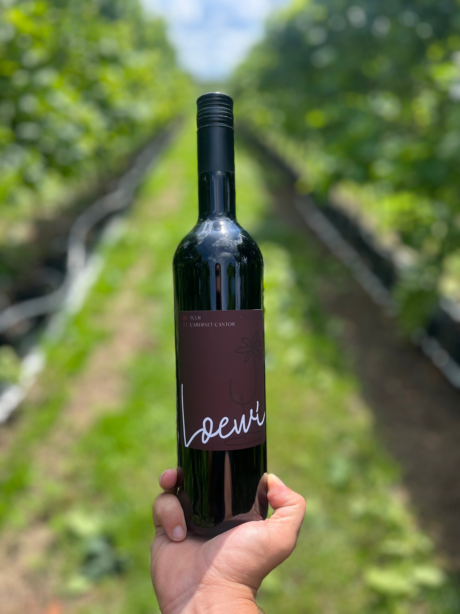Fles Loewi Cabernet Cantor 2023, rode wijn geteeld in potten in Loenhout