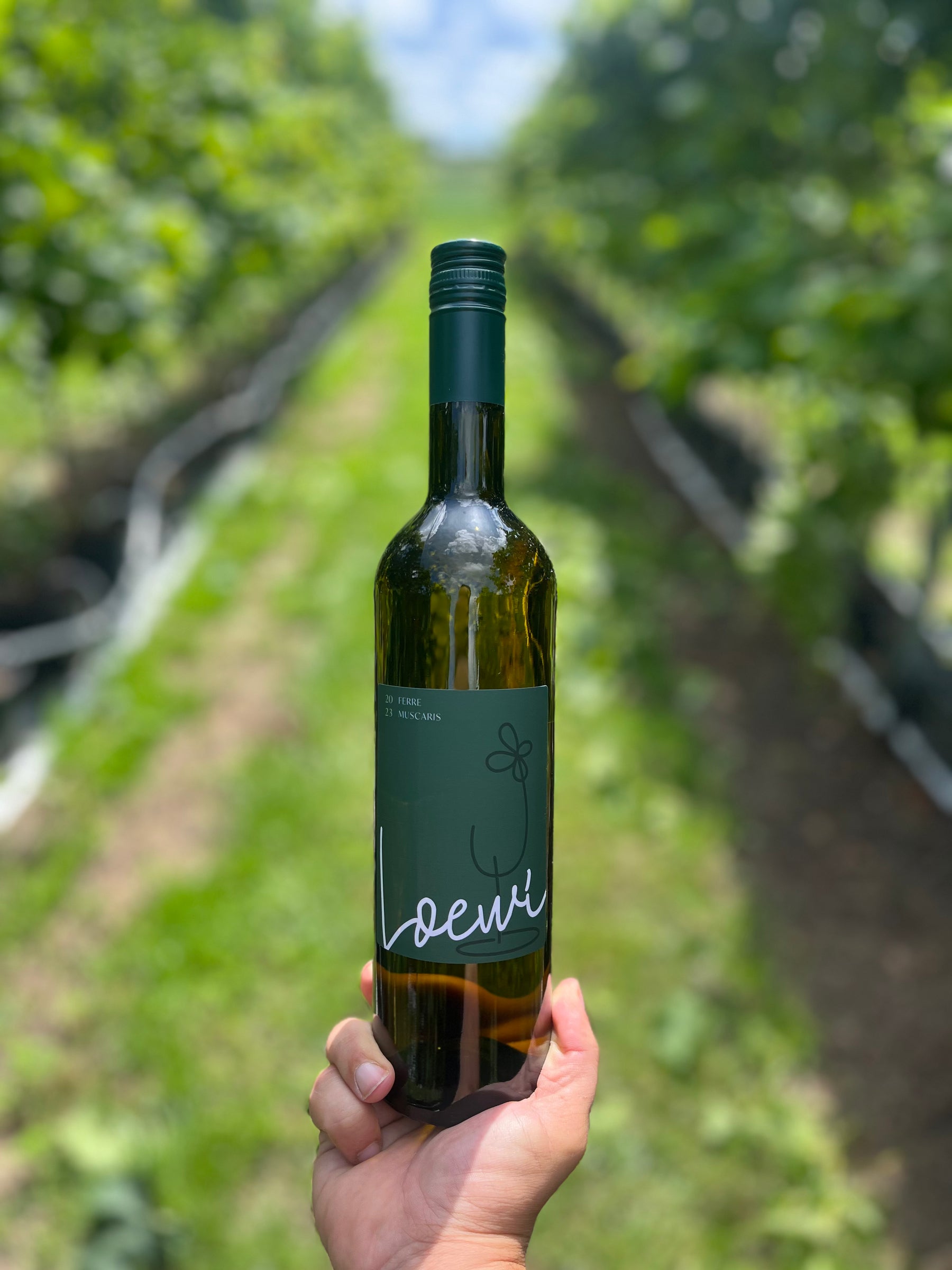 Fles Loewi Muscaris 2023, witte wijn geteeld in potten in Loenhout