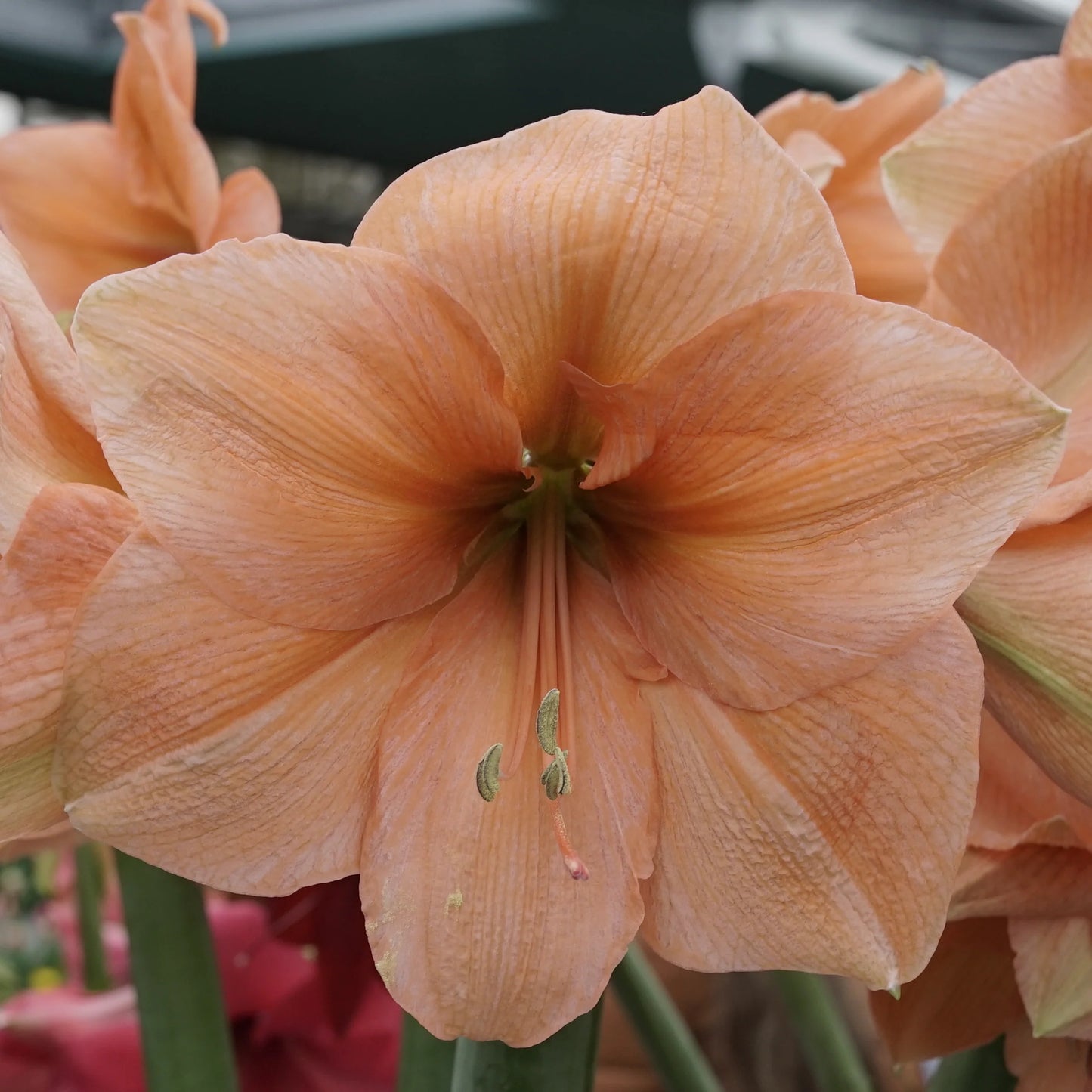 Amaryllis ZALM ROOS - RILONA (5 STUKS)