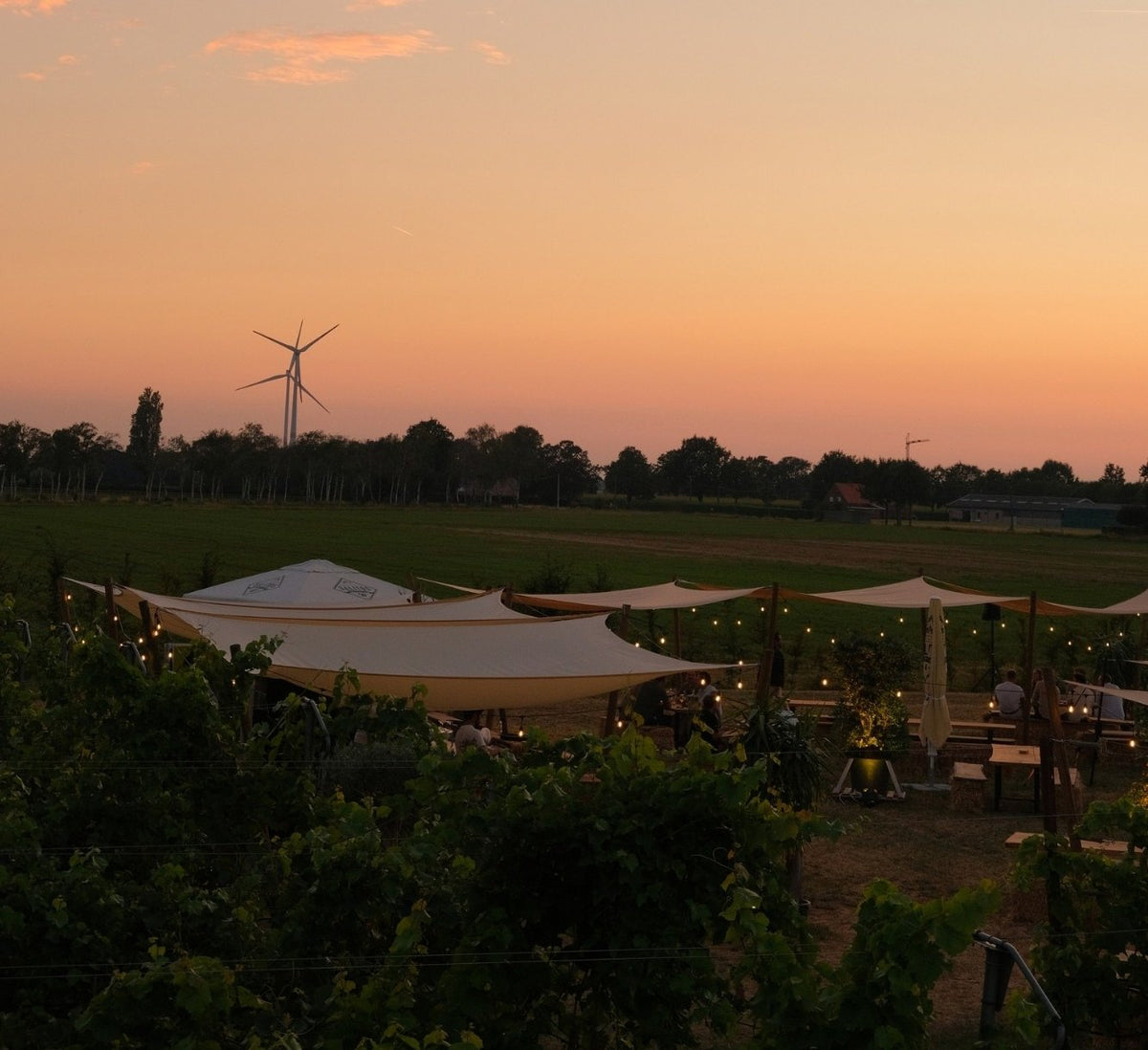 Wijnbar Loewi bij zonsondergang tussen de wijnranken in Loenhout